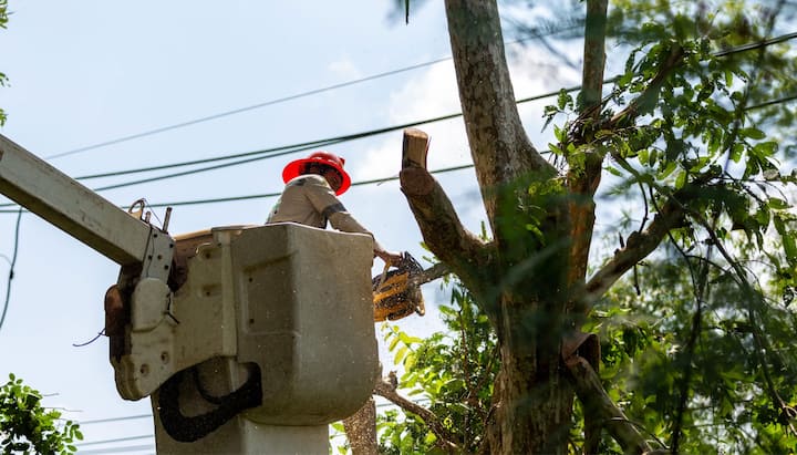 A professional chopping down a tree with a saw in Columbia, MO.