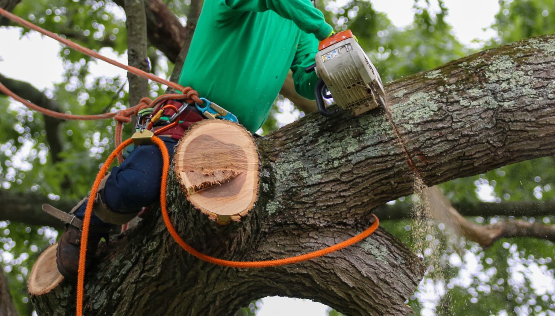 A tree being trimmed in Columbia, MO.