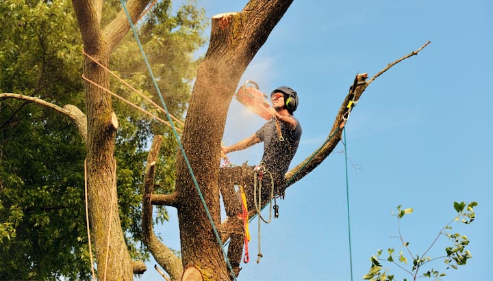 A tree trimming expert chopping down a tree in Columbia, MO.