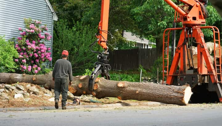 A tree knocked over by tree trimming professionals in Columbia, MO.