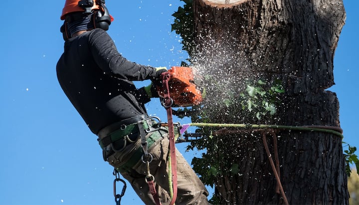 A tree trimming expert chopping a tree in Columbia, MO.